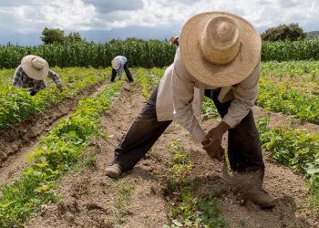 Financiera Rural nació para apoyar a los agricultores; su extinción se deja al sector rural desprotegido: De la Vega 