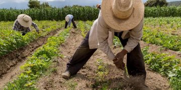 Financiera Rural nació para apoyar a los agricultores; su extinción se deja al sector rural desprotegido: De la Vega 