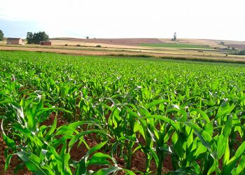 Esto dijo Marko Cortés sobre lo que necesita el campo mexicano