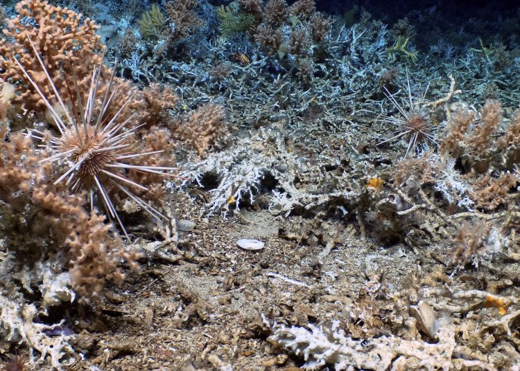 ACOMPAÑA CRÓNICA ECUADOR GALÁPAGOS***AME2016. GALÁPAGOS (ECUADOR), 17/04/2023.- Fotografía cedida por la Fundación Charles Darwin de un inmenso, antiguo y prístino arrecife de coral en las profundidades de la reserva marina de las Islas Galápagos, que puede ayudar a entender los entornos oceánicos del pasado y así comprender mejor la crisis climática moderna. El arrecife, localizado a una profundidad de entre 400 y 600 metros, en la cima de un monte submarino no cartografiado, se extiende por varios kilómetros entre las islas Santa Fe y San Cristóbal, en la parte central de la plataforma del archipiélago Galápagos. EFE/ Fundación Charles Darwin SOLO USO EDITORIAL/NO VENTAS/SOLO DISPONIBLE PARA ILUSTRAR LA NOTICIA QUE ACOMPAÑA/CRÉDITO OBLIGATORIO
