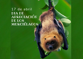 Hoy es el Día de la Apreciación de los Murciélagos