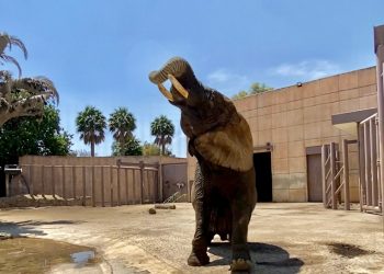 Amplían el recinto de la elefanta Ely en el Zoológico de San Juan de Aragón, así quedó