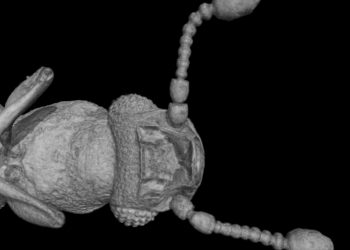 Hallan en un fósil de Tanzania un escarabajo nunca visto