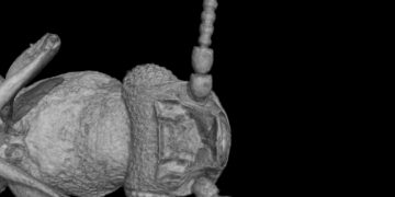 Hallan en un fósil de Tanzania un escarabajo nunca visto