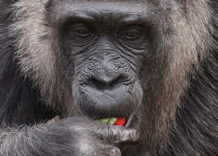 Berlín (Alemania), 13/04/2023.- La gorila hembra más antigua conocida en el mundo 'Fatou' come una fresa de una canasta de alimentos, en su cumpleaños durante un evento de prensa en el Jardín Zoológico de Berlín, Alemania, este jueves. Fatou ha cumplido 66 años este 13 de abril de 2023.EFE/CLEMENS BILAN