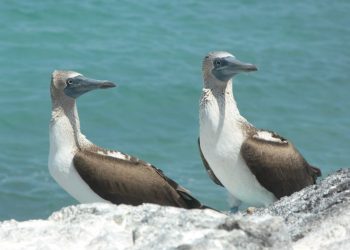 Esto hacen en Galápagos para evitar el ingreso de especies invasoras