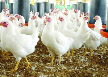 Esto dijo la OMS sobre los cambios en el virus de la gripe aviar