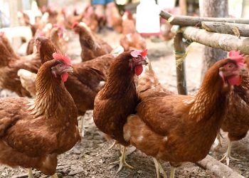 La OMS recibió la notificación de muerte de mujer por gripe aviar en este país