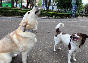 ¿Inflación ha impactado en los gastos para la alimentación y cuidado de las mascotas?