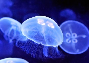 Científicos descubren nueva especie de medusa, aquí puedes verla