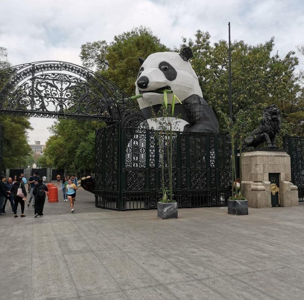 Ya viste al panda gigante que da la bienvenida en Chapultepec? - Enfoque  Noticias