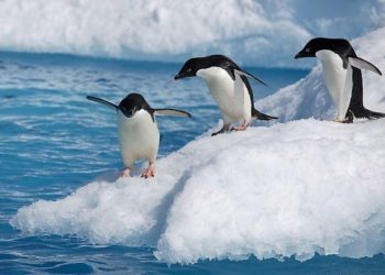 ¿Cuál es el papel de los pingüinos en el reciclaje de hierro en la Antártida? Esto dice un estudio