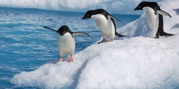 ¿Cuál es el papel de los pingüinos en el reciclaje de hierro en la Antártida? Esto dice un estudio