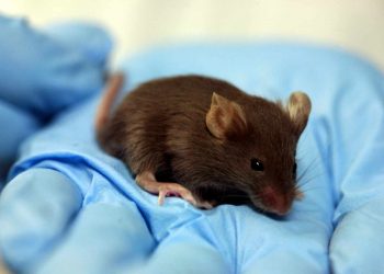 ¿Ratones en la Estación Espacial Internacional? Aquí te contamos