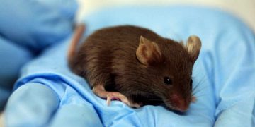 ¿Ratones en la Estación Espacial Internacional? Aquí te contamos