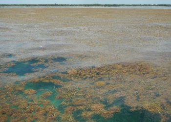 Gran cinturón de sargazo en el Atlántico podría establecer récord