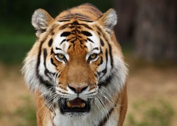 India realiza censo de tigres, te decimos cuantos ejemplares hay en su territorio