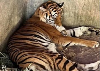 Nacen trillizos en el Zoológico de Chihuahua