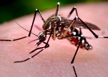 Amplían emergencia sanitaria a 20 regiones por brote de dengue