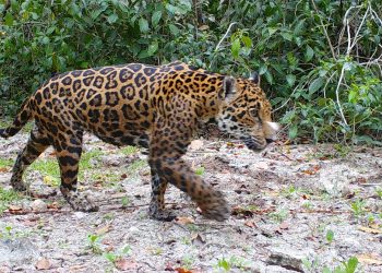 Proyecto de inteligencia artificial identifica jaguares en México