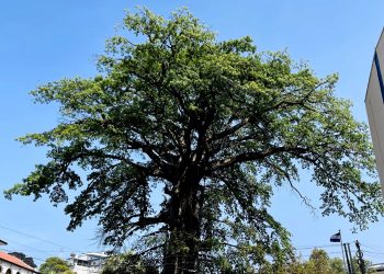 VIDEO: El emblemático e histórico “Árbol de Algodón” se cae tras una tormenta