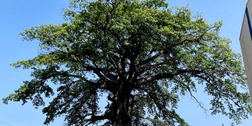 VIDEO: El emblemático e histórico “Árbol de Algodón” se cae tras una tormenta