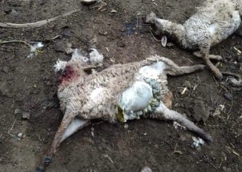 ¿Regresó el Chupacabras? Esto pasó en Hidalgo