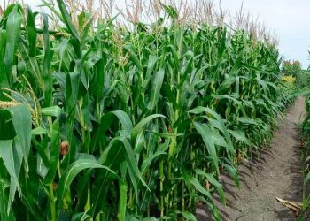 La producción agrícola de México creció 0.9% en 2022