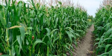 La producción agrícola de México creció 0.9% en 2022