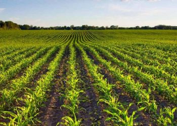 INEGI da a conocer los resultados del Censo Agropecuario 2022, aquí las cifras