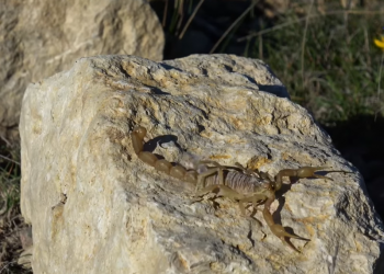 Sonidos que ayudan a entender la fauna