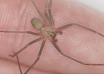 Esto es lo que debes saber sobre la Araña Violinista
