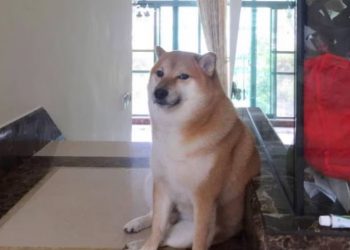 ¡Oh no! Reportan enfermo al famoso perrito Cheems