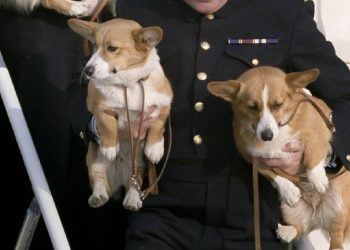 Los corgis de Isabel II aparecen bordados en el vestido de la reina Camila