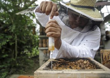 Esta abeja produce una miel única y llena de propiedades en México