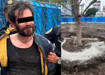Detienen a hombre que echaba cemento a nuevo ahuehuete de Reforma