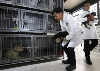 Inauguran el primer hotel para perros y gatos abandonados en CDMX