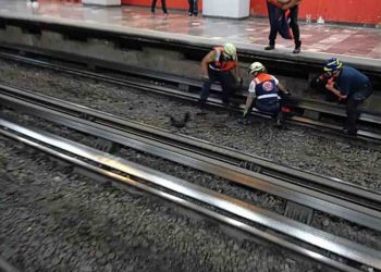 Rescatan a una gallina… en el Metro