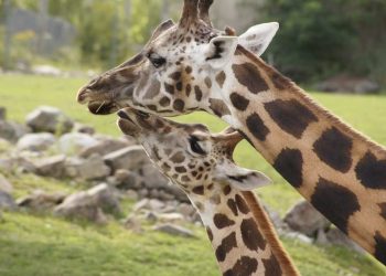 Las jirafas saben calcular dónde está su comida favorita, asegura estudio
