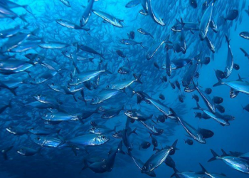 Estos peces están contaminados con mercurio, según estudio