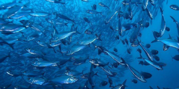 Estos peces están contaminados con mercurio, según estudio