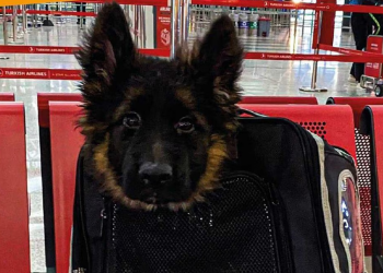 Arriba a México perrito donado por Turquía tras muerte de Proteo