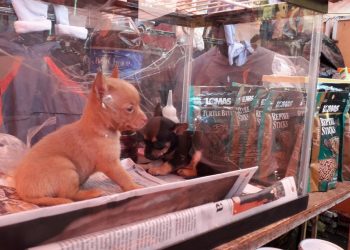 A partir de este 1 de mayo, prohibida venta de perros y gatos