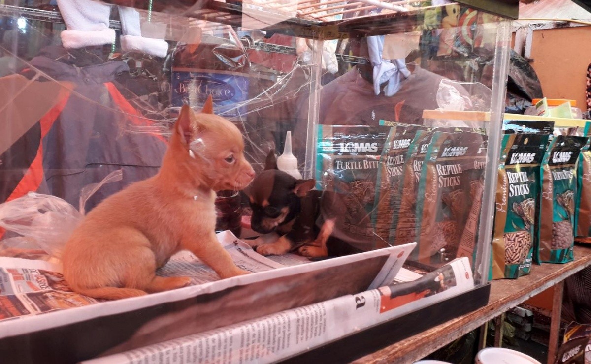 puedes vender cachorros a una tienda de mascotas