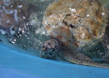 En Isla Mujeres, reactivan hospital de tortugas marinas