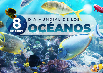Hoy es el Día Mundial de los Océanos