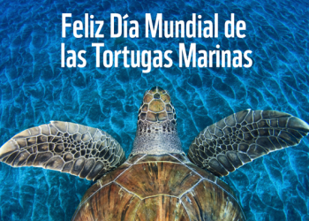 Día Mundial de las Tortugas Marinas