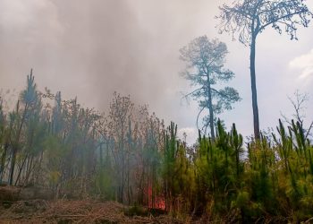 Combaten incendio forestal en norte de Cuernavaca
