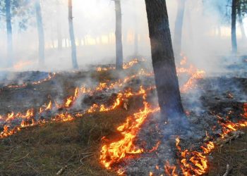 Combaten incendios forestales con ayuda de helicópteros