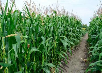 No se han visto apoyos a medianos o grandes productores, la política del actual gobierno es ayudar al pequeño productor: Castellanos